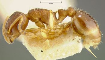 Media type: image;   Entomology 8676 Aspect: habitus lateral view